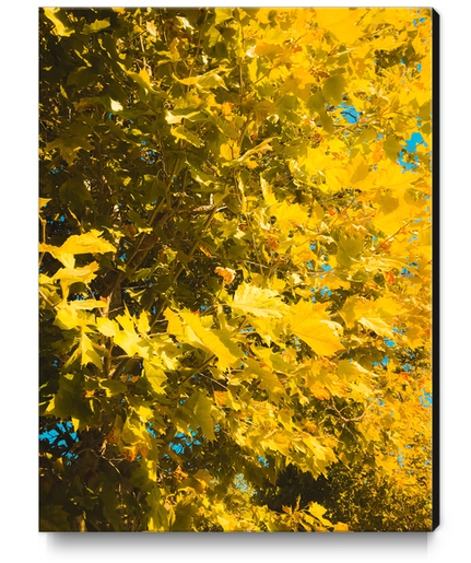 closeup yellow leaves texture abstract background Canvas Print by Timmy333