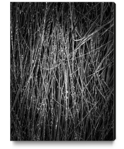 silky grass texture in black and white Canvas Print by Timmy333