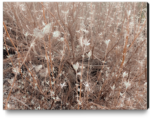 blooming dry plant with brown dry grass field abstract background Canvas Print by Timmy333