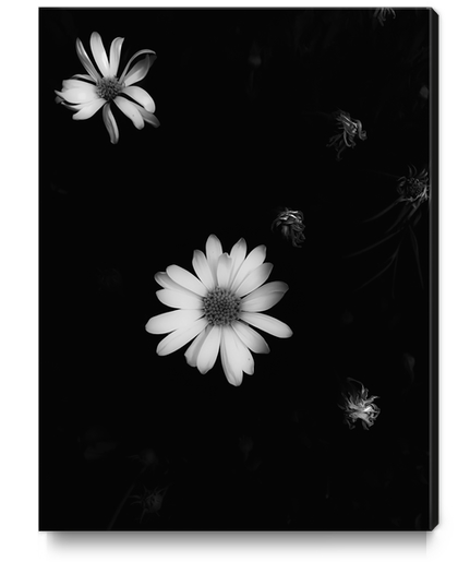 blooming flower garden in black and white Canvas Print by Timmy333