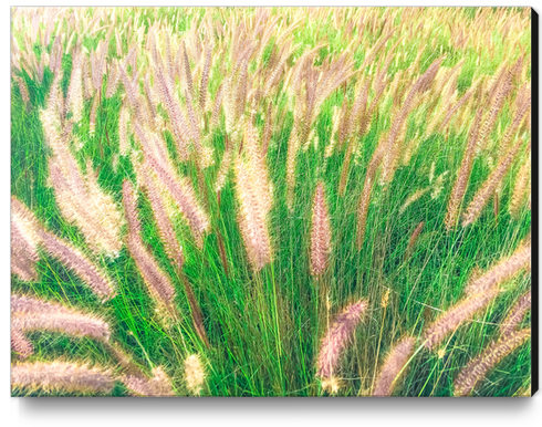 closeup green grass field texture abstract with grass flowers Canvas Print by Timmy333