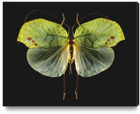 Cycloptera Canvas Print by Mermet