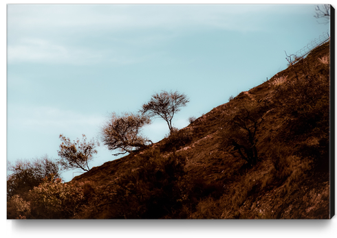 tree on the hill with blue sky at Los Angeles California USA Canvas Print by Timmy333