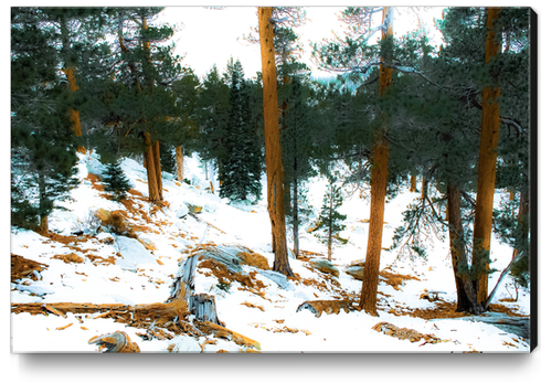 green pine tree with snow on the mountain at Palm Springs Aerial Tramway, California, USA Canvas Print by Timmy333