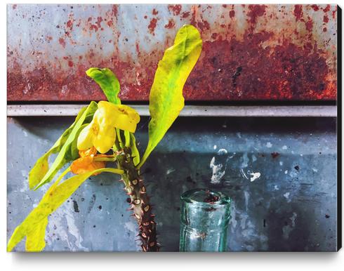 yellow euphorbia milii plant with old lusty metal background Canvas Print by Timmy333