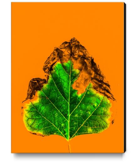 burning green leaf texture with orange background Canvas Print by Timmy333