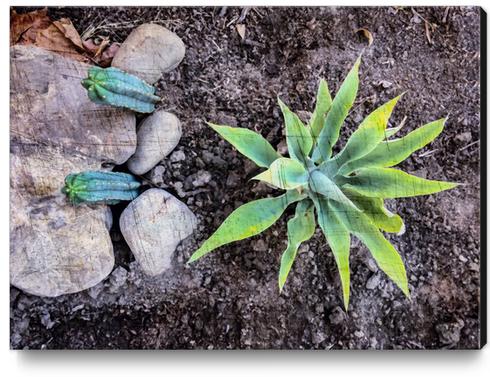 cactus with green leaves and stone on the ground Canvas Print by Timmy333