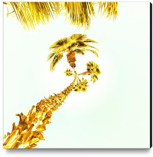 palm trees with the summer sky background Canvas Print by Timmy333