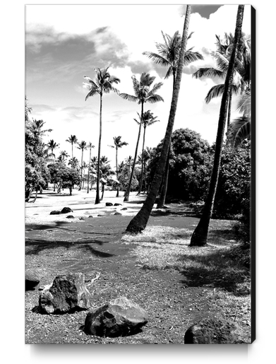 palm tree with cloudy sky in black and white Canvas Print by Timmy333