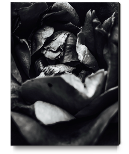 rose texture abstract in black and white Canvas Print by Timmy333