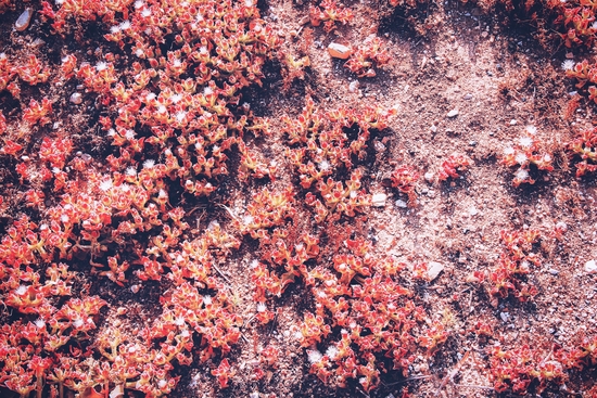 red small flower on the ground at the beach in summer by Timmy333