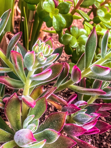 closeup green and pink succulent garden by Timmy333