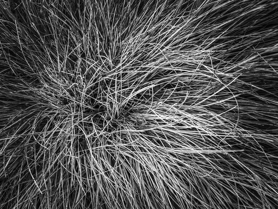 closeup grass field texture in black and white by Timmy333