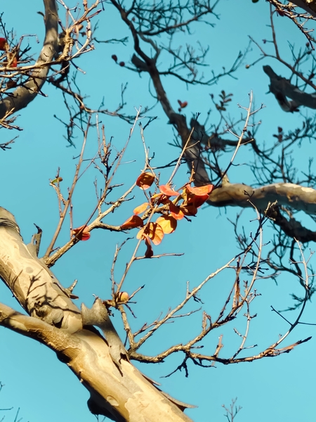 Tree branch with orange autumn leaves and blue sky by Timmy333