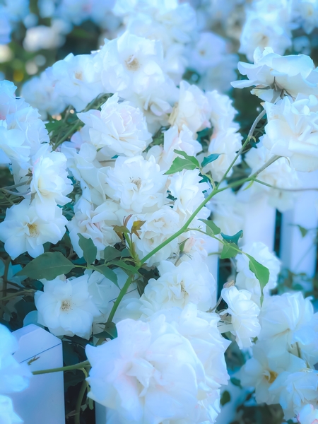 closeup white roses garden with green leaves by Timmy333