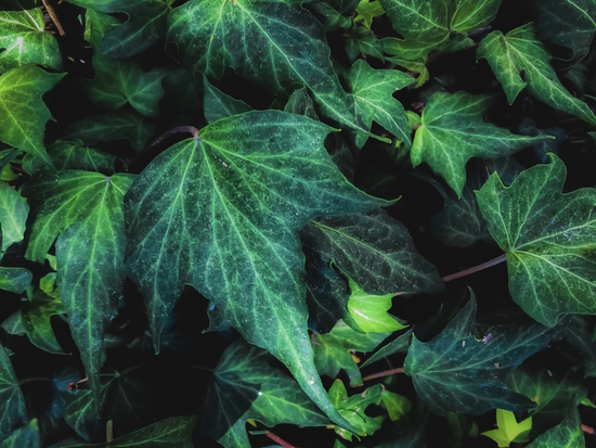 closeup green ivy leaves background by Timmy333