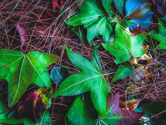 closeup green leaves on the dry grass by Timmy333