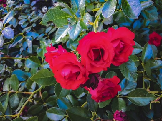 closeup red rose garden with green leaves background by Timmy333