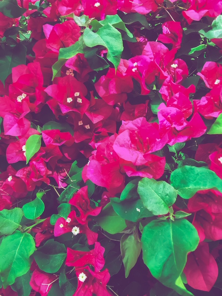 closeup blooming pink bougainvillea flowers with green leaves by Timmy333