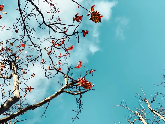 Tree branch with orange autumn leaves and blue sky background by Timmy333