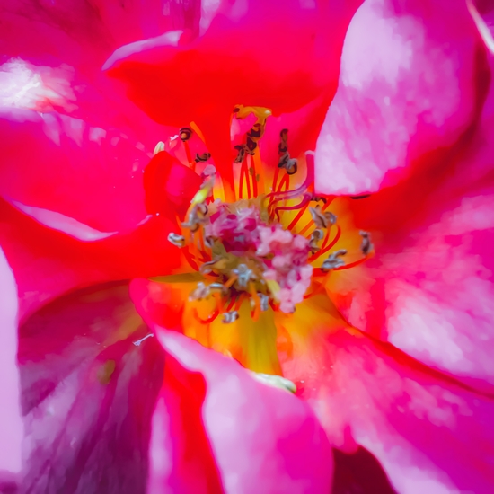 closeup blooming pink rose texture with pollen by Timmy333