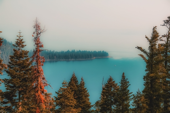 pine tree and lake at Emerald Bay Lake Tahoe California USA by Timmy333