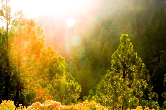 green pine tree with sunlight at Lake Tahoe, Nevada, USA by Timmy333