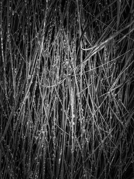 silky grass texture in black and white by Timmy333