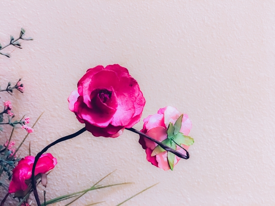 closeup blooming pink flowers with white wall background by Timmy333