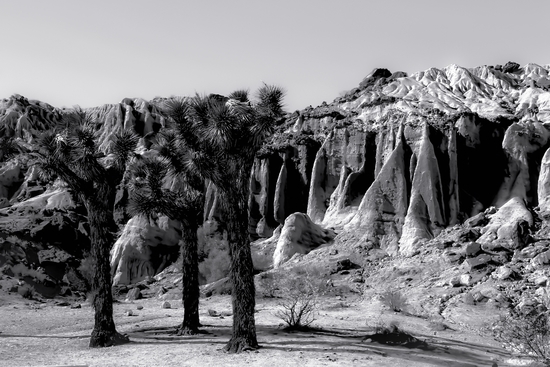 cactus in the desert at Red Rock Canyon state park California in black and white by Timmy333