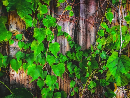 closeup green ivy leaves with wood wall background by Timmy333