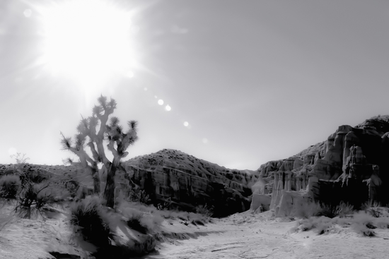 cactus in desert with summer sunlight at Red Rock Canyon, California, USA in black and white by Timmy333