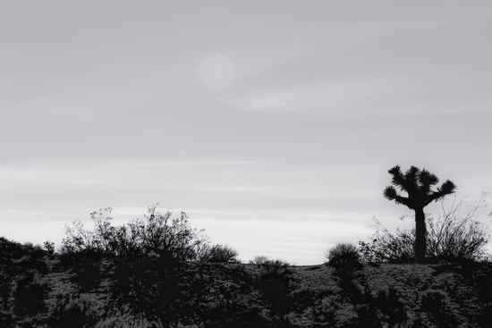 cactus in desert at Red Rock Canyon, California, USA in black and white by Timmy333