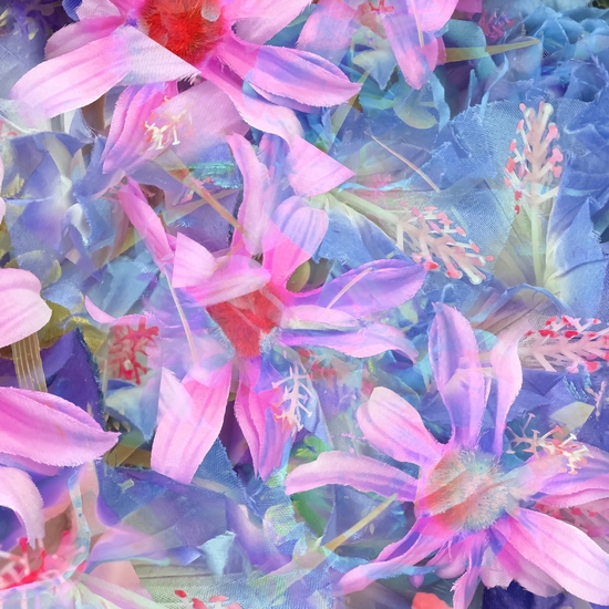 blooming pink and blue daisy flower abstract background by Timmy333