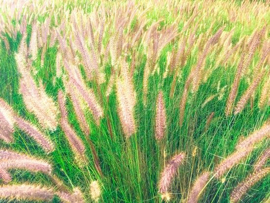 closeup green grass field texture abstract with grass flowers by Timmy333