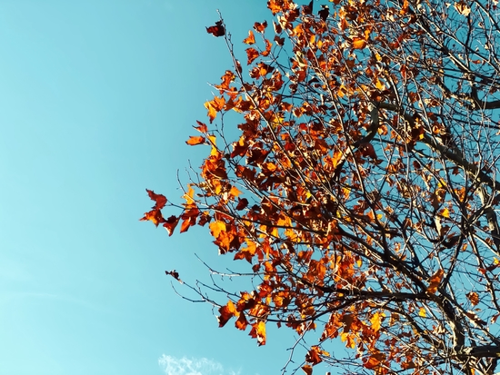 Orange autumn tree leaves with blue sky background by Timmy333