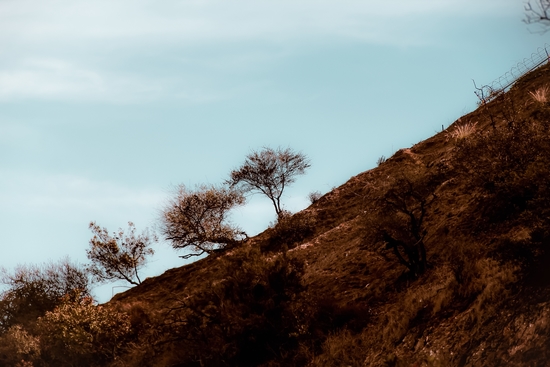 tree on the hill with blue sky at Los Angeles California USA by Timmy333