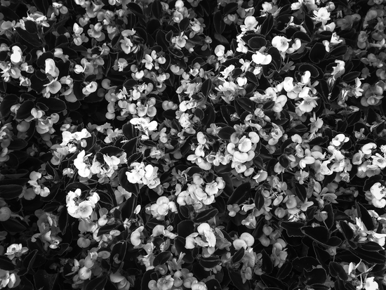 blooming flowers garden background in black and white by Timmy333