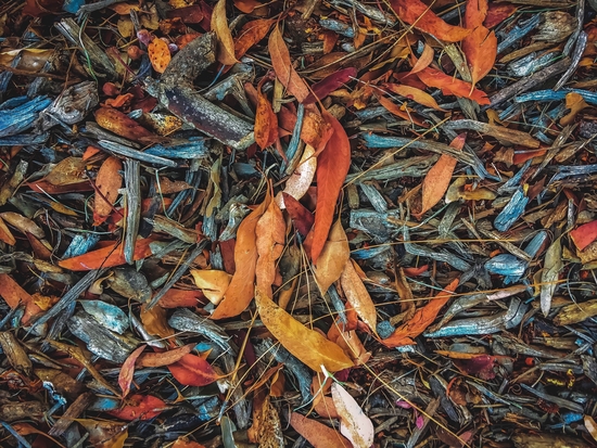 dry brown leaves and dry tree branches on the ground by Timmy333