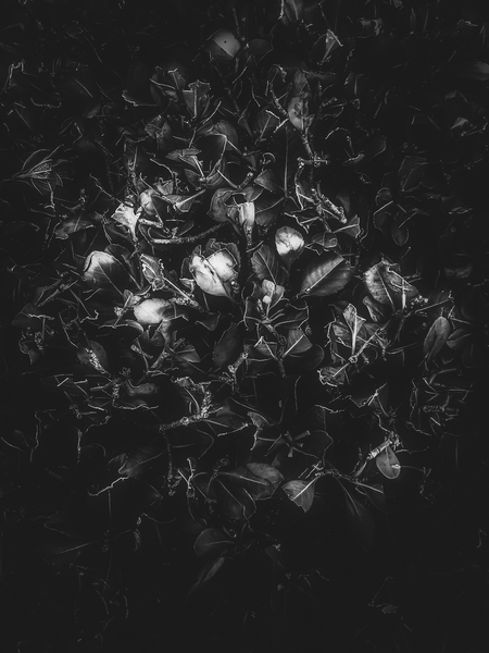 leaves texture in black and white by Timmy333