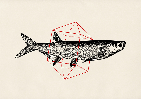 Fish In Geometrics II by Florent Bodart - Speakerine