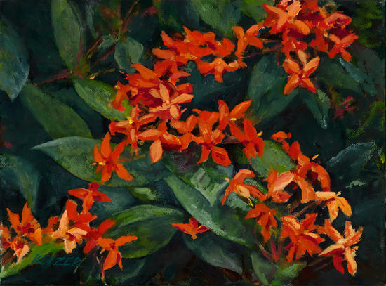 Red Ixora Oahu by DanKeizer