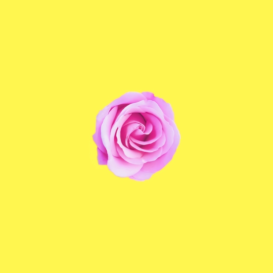 closeup pink rose with yellow background by Timmy333