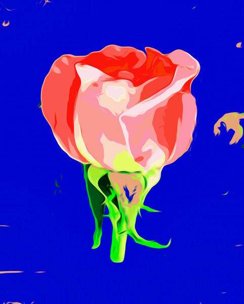 drawing red rose with dark blue background by Timmy333