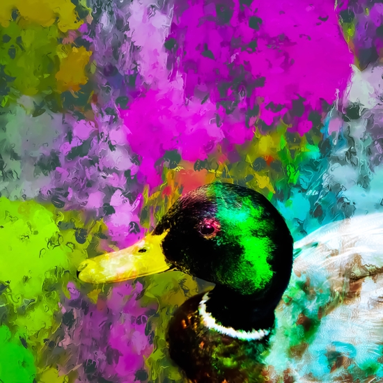 mallard duck with pink blue green yellow painting abstract background by Timmy333