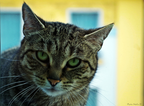 Regard de chat by Stefan D