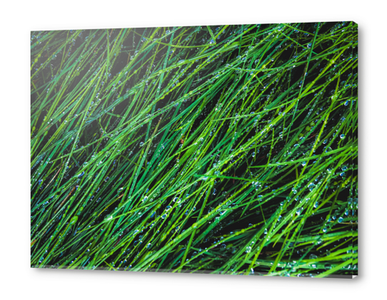 green grass texture background with water drop Acrylic prints by Timmy333