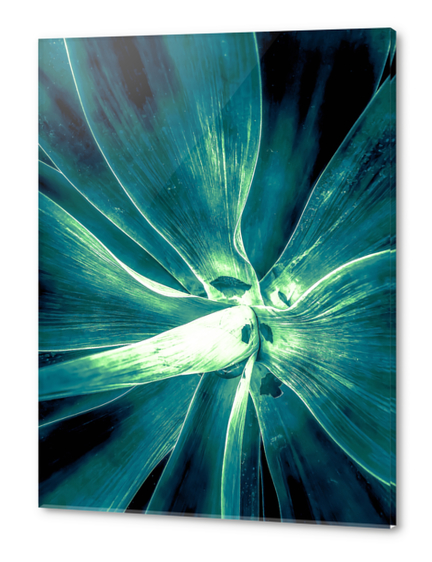 green succulent leaves texture abstract Acrylic prints by Timmy333