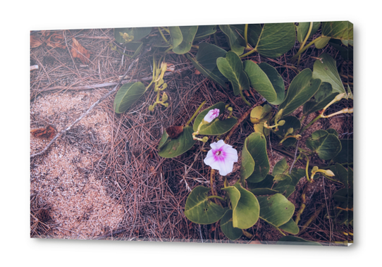 blooming pink flower with green leaves on the ground Acrylic prints by Timmy333