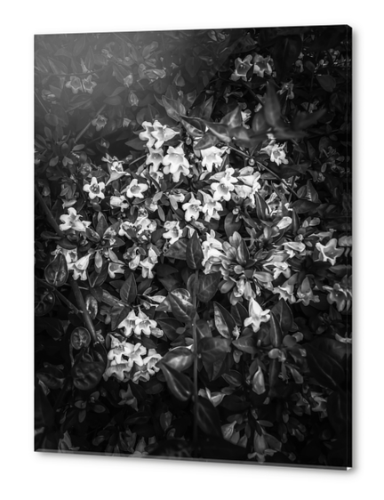 blooming flowers background in black and white Acrylic prints by Timmy333